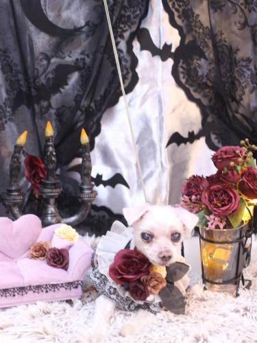 20231001ハチくん